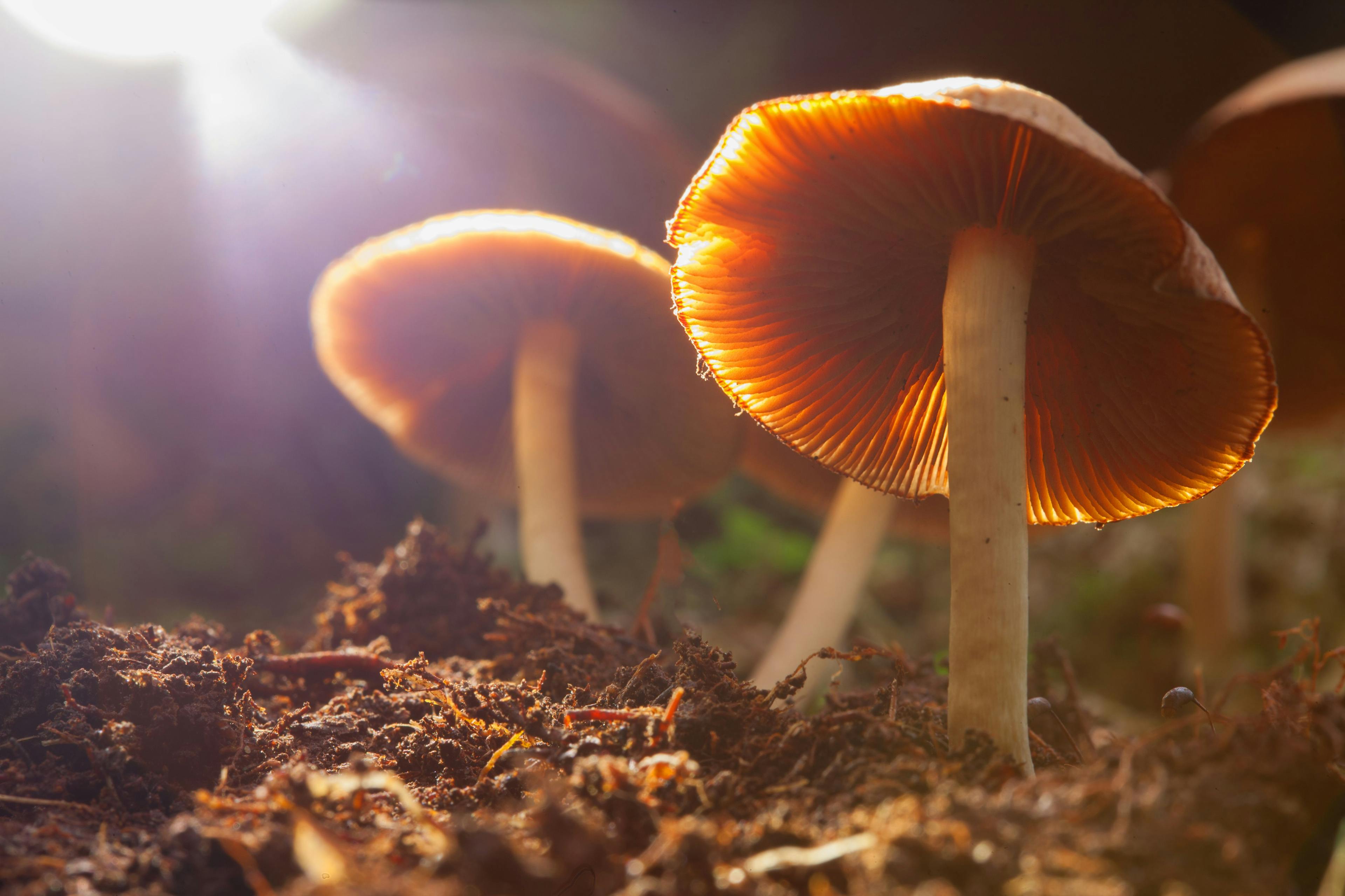 Psychedelic Therapeutics: Education, Advocacy Key to Overcoming Integration Hurdles