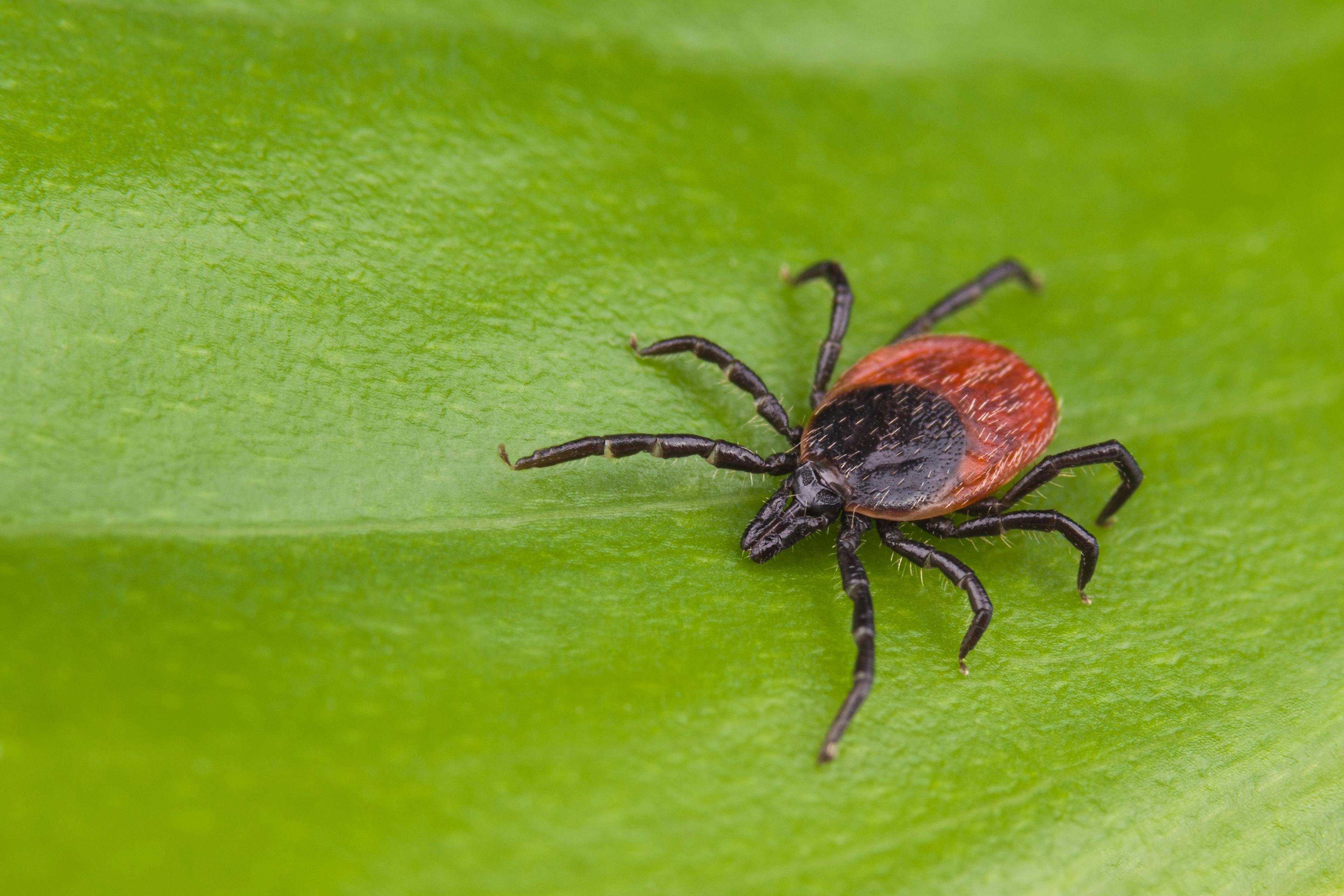 Are Cases of Lyme Disease Underreported in the US?