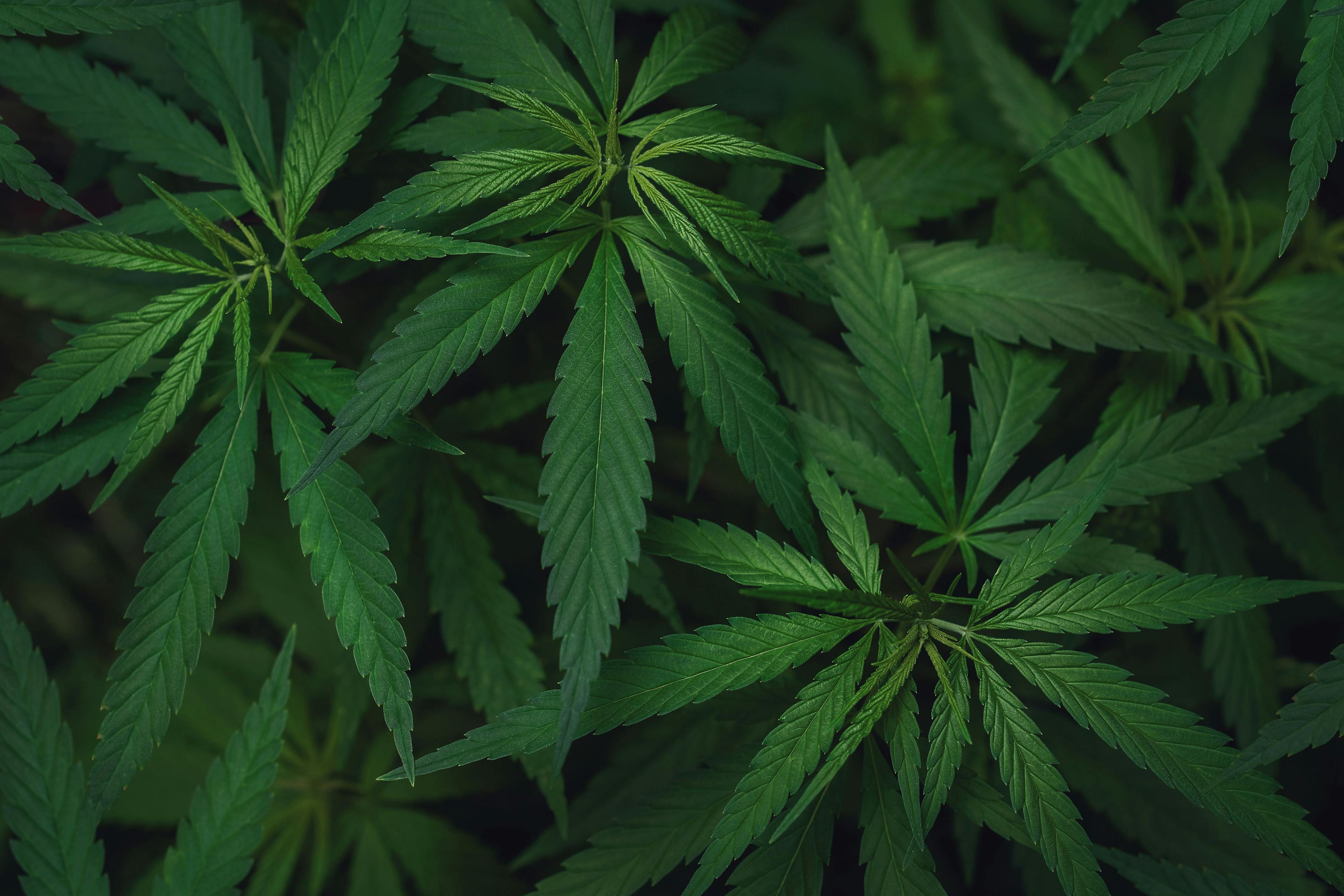 DEA Aims to Reclassify Marijuana as Less Dangerous Drug