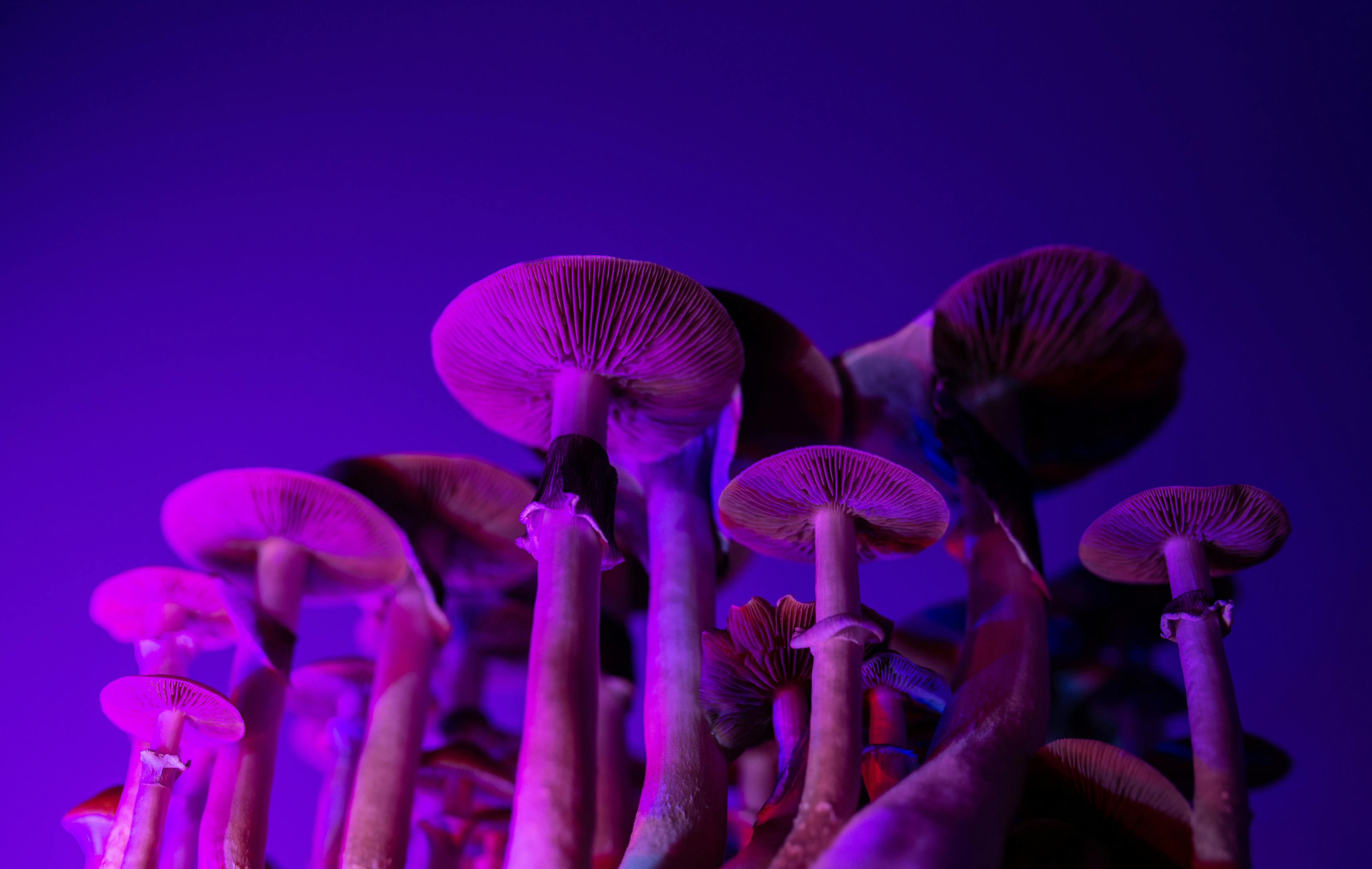 Psilocybin mushrooms in purple light / YARphotographer - stock.adobe.com