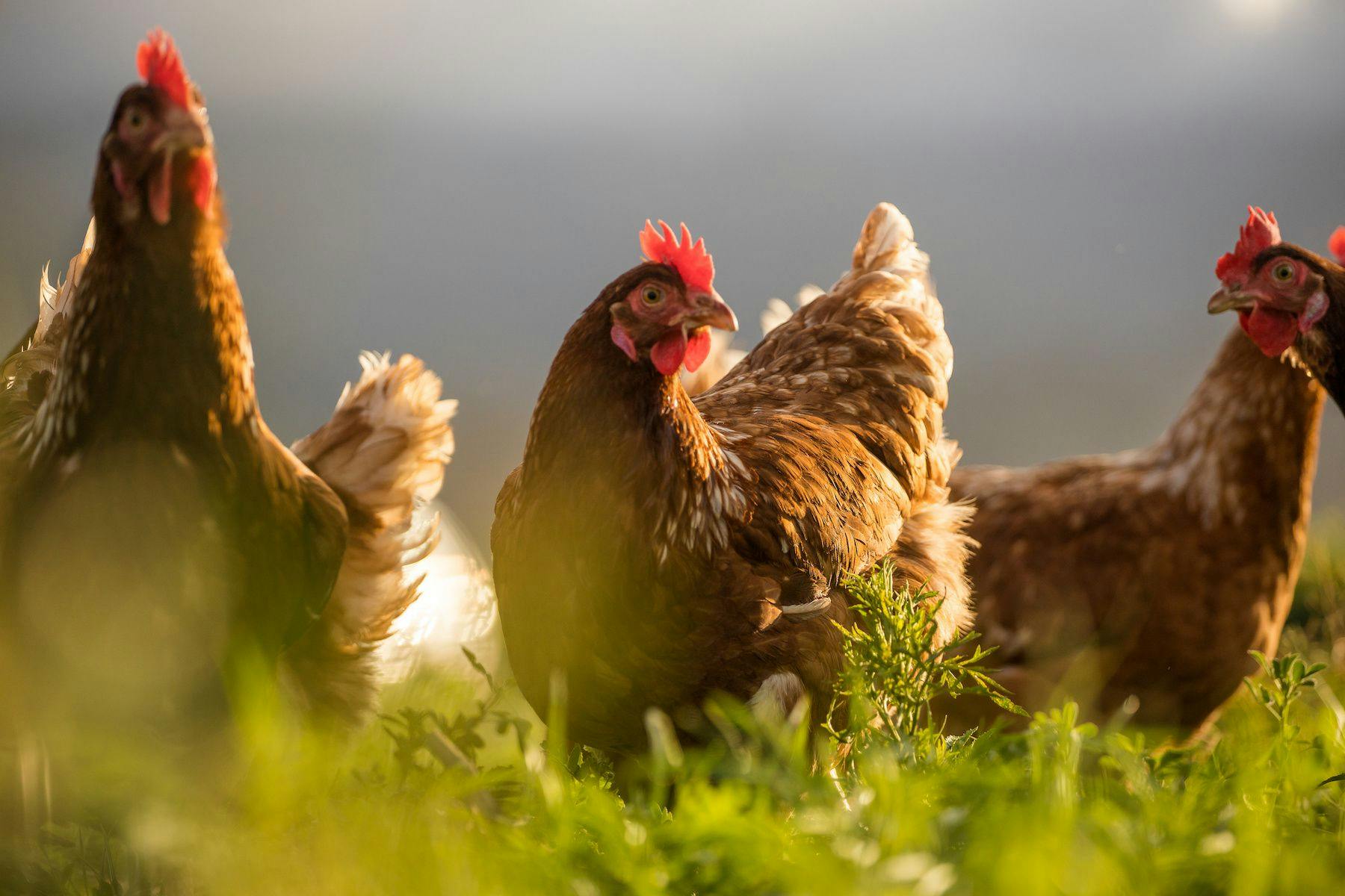 Avian influenza is often detected in wild birds and poultry farms across the US | image credit: Dewald / stock.adobe.com