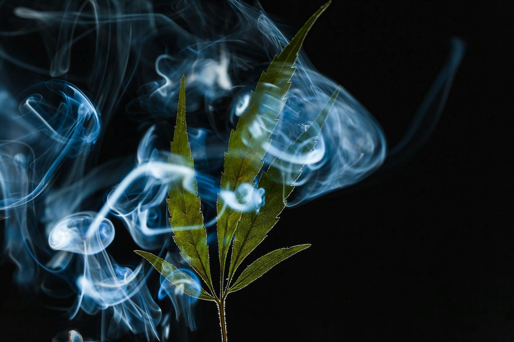 As more and more individuals begin using cannabis, simultaneous research will be conducted to better understand the substance’s long-term health outcomes| image credit: Elroi / stock.adobe.com