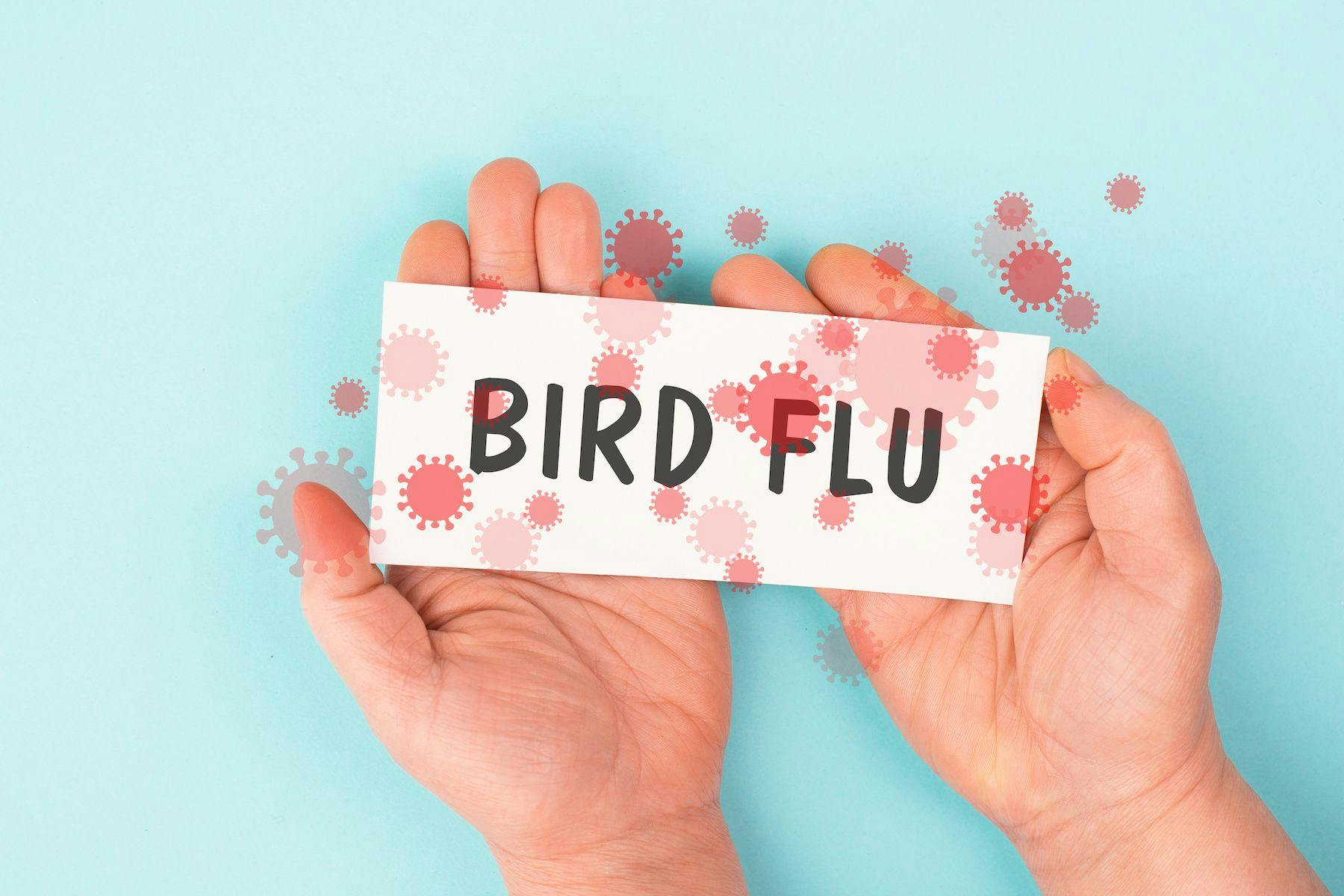 bird flu graphic
