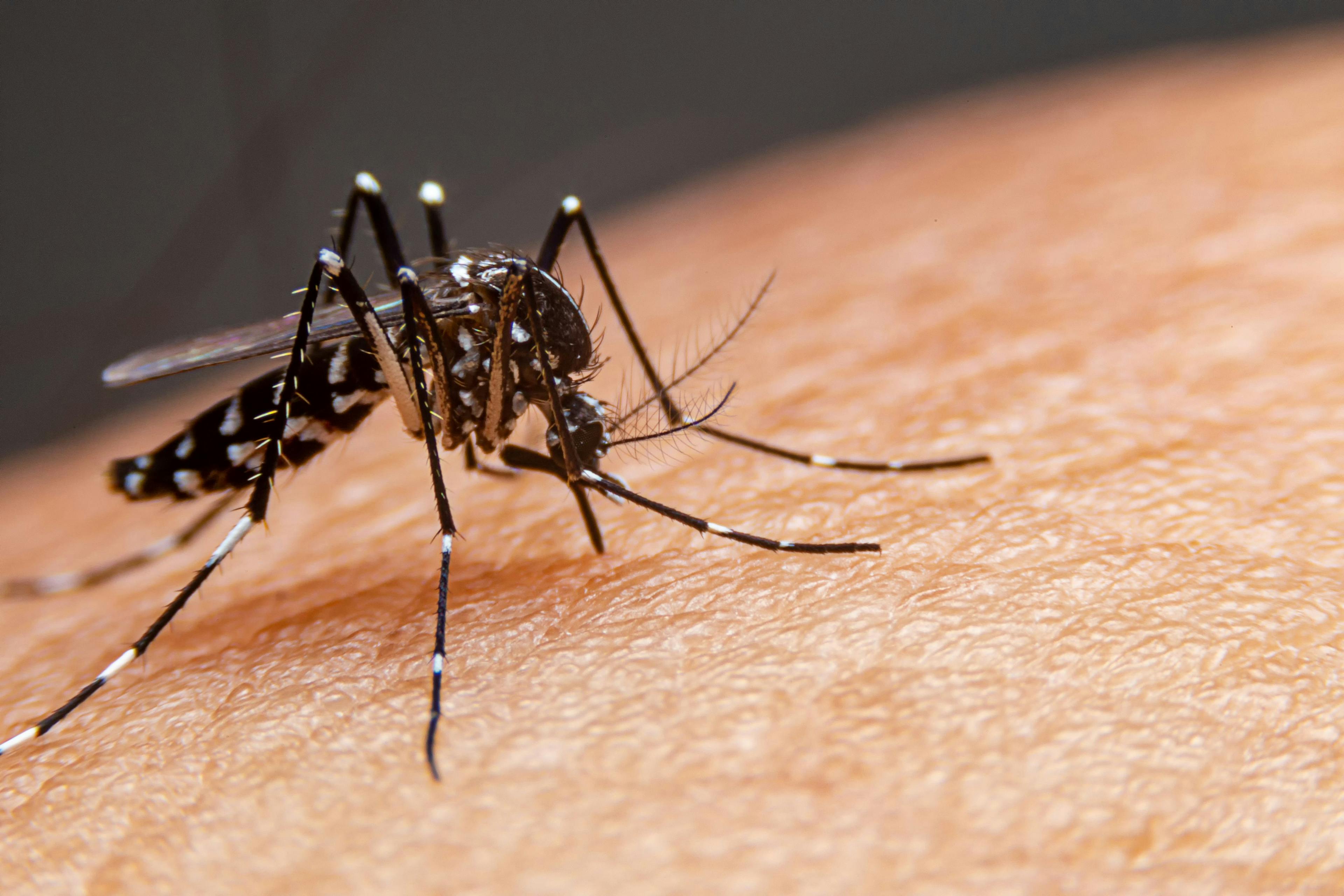 Dengue virus is transmitted by infected Aedes mosquitos. | Image credit: witsawat - stock.adobe.com