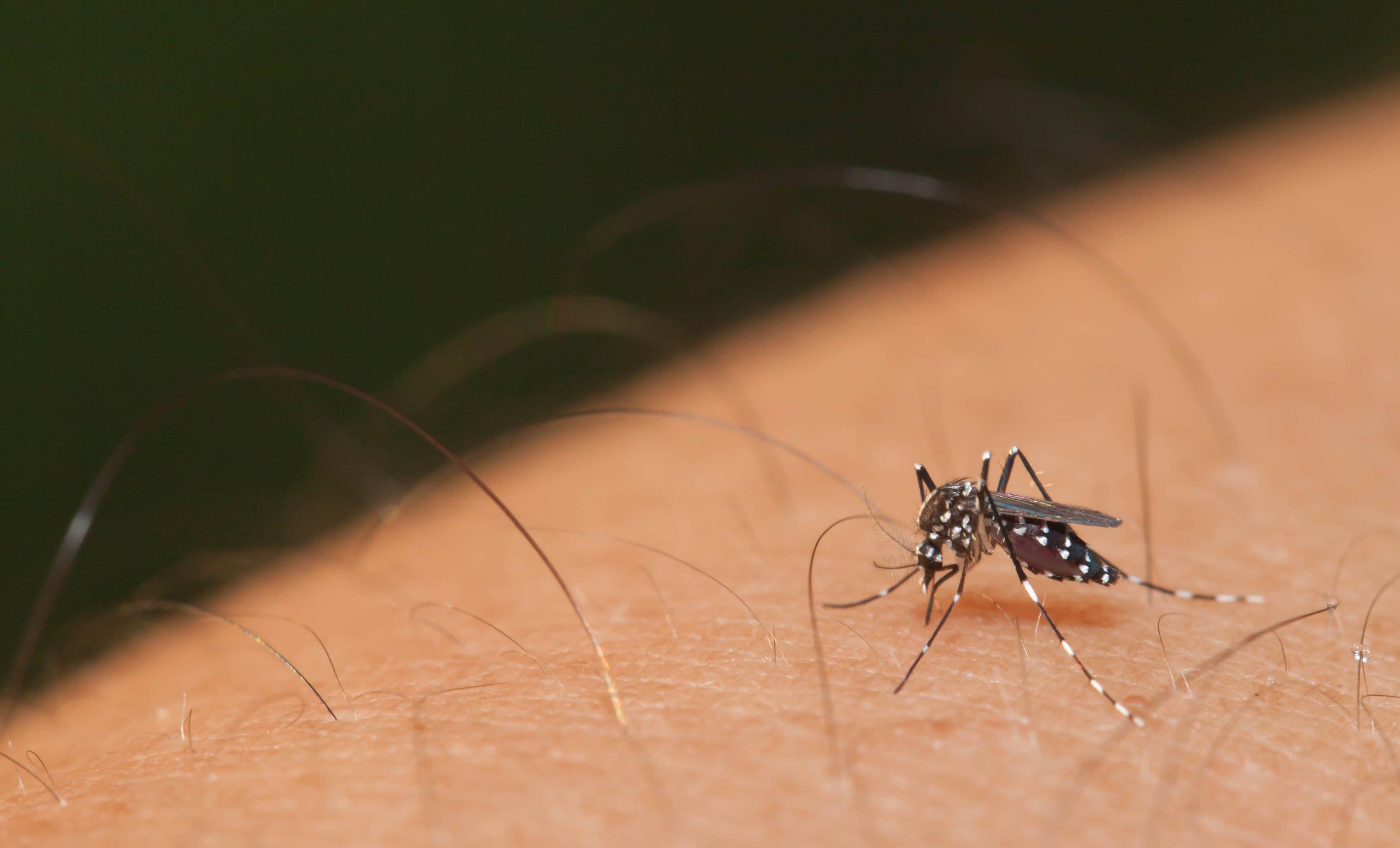 Mosquito on arm / lirtlon - stock.adobe.com