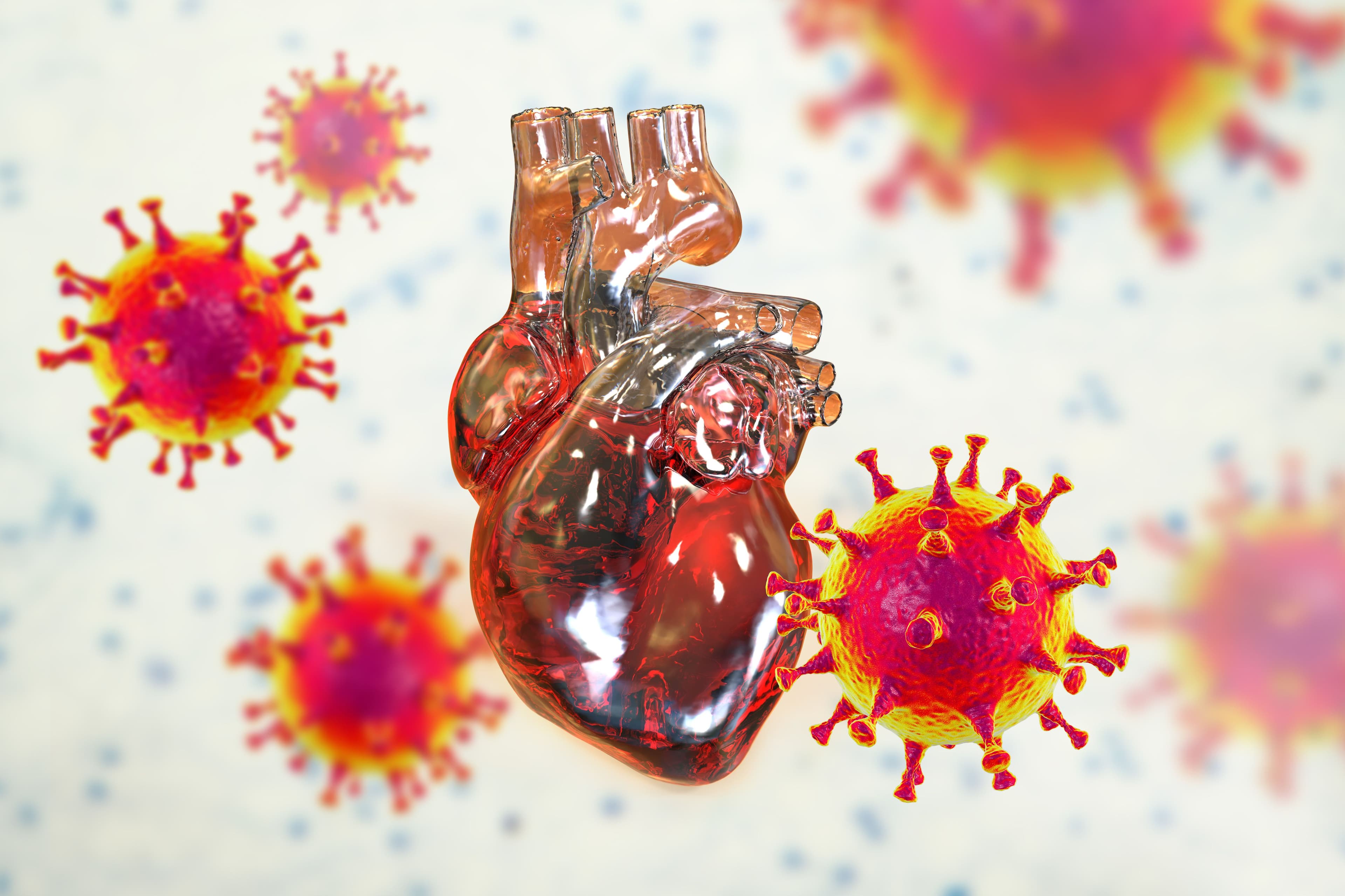 Illustration of SARS-CoV-2 viruses and heart / Dr_Microbe - stock.adobe.com