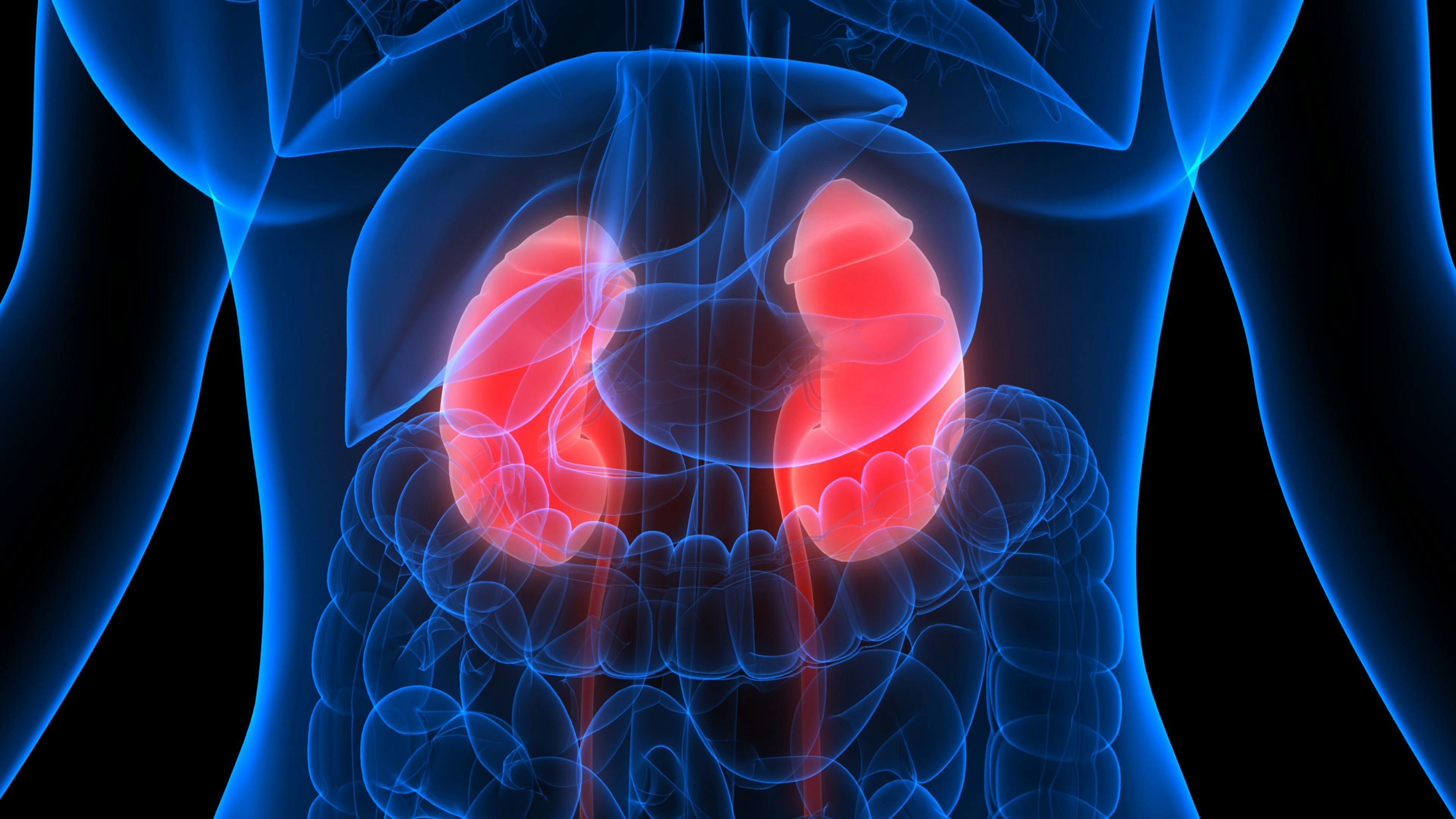 Graphic of kidneys / magicmine - stock.adobe.com